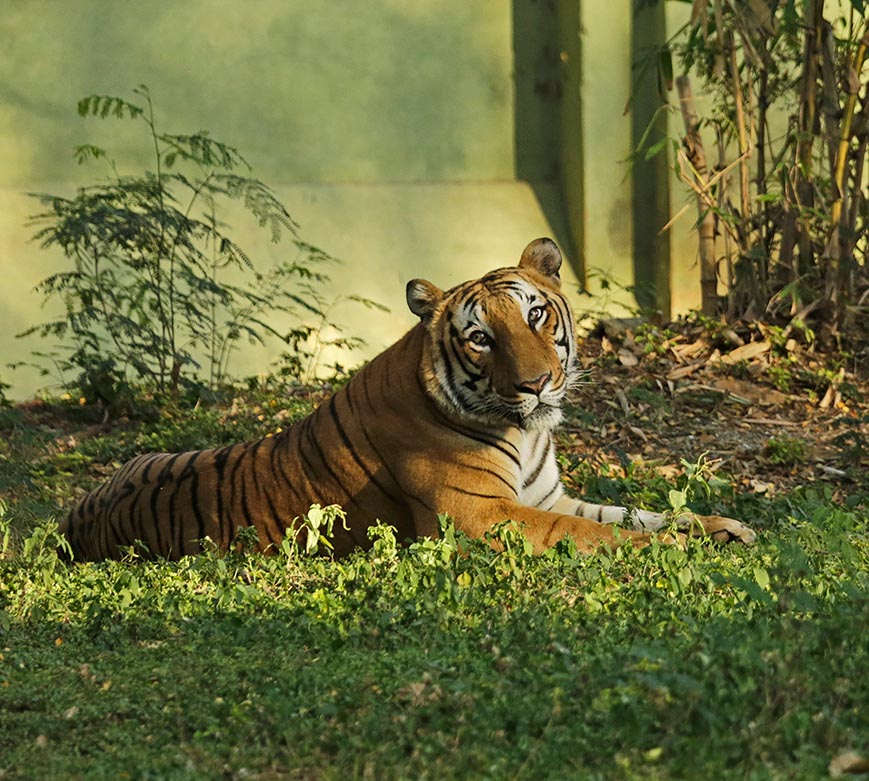 tourist places in mysore zoo